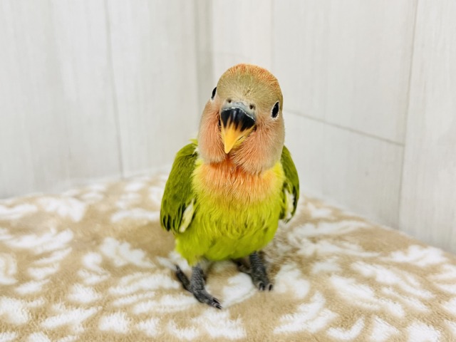 画像更新☆好き嫌いはダメよ♡真っ赤に染まるよ😍小桜インコのオパーリン ✨ コザクラインコ(小桜インコ)