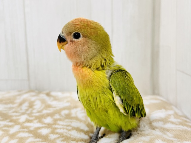 画像更新☆好き嫌いはダメよ♡真っ赤に染まるよ😍小桜インコのオパーリン ✨ コザクラインコ(小桜インコ)