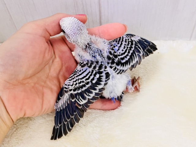 奥深き1羽💜セキセイインコのバイオレットオパーリン 🌟 セキセイインコ