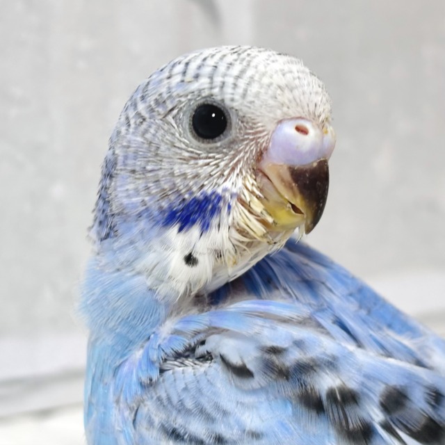 セキセイインコ ブルーオパーリン 🐣💙🎶 セキセイインコ