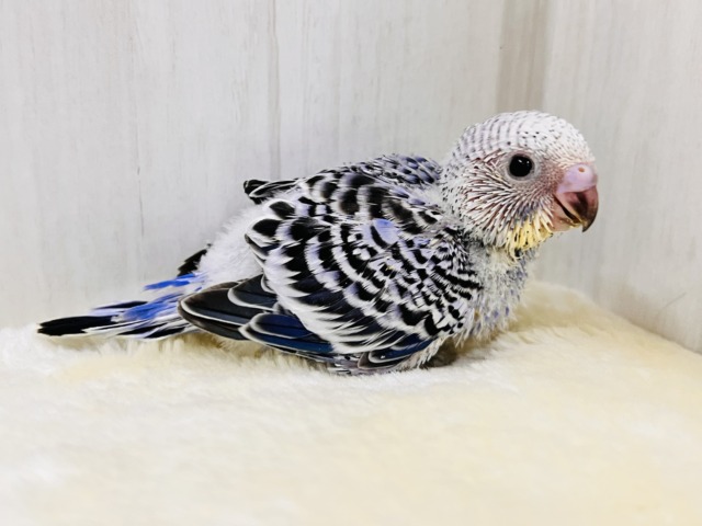 奥深き1羽💜セキセイインコのバイオレットオパーリン 🌟 セキセイインコ