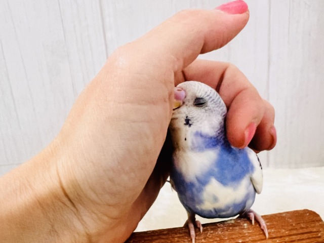 ほえほえ🩷べたなれの才能開花🌼セキセイインコのブルーパイド🩵 セキセイインコ