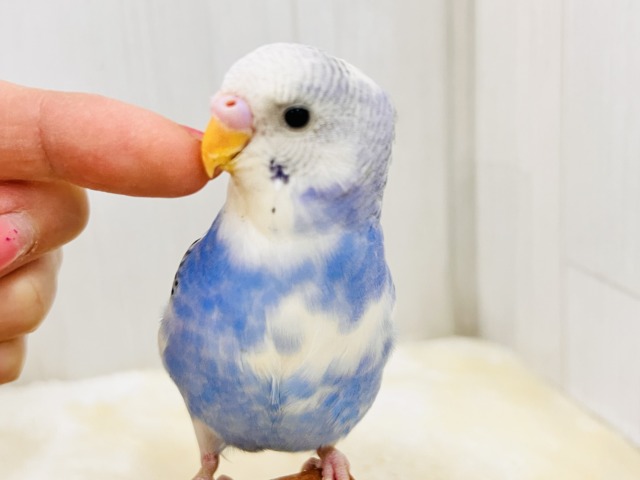 ほえほえ🩷べたなれの才能開花🌼セキセイインコのブルーパイド🩵 セキセイインコ