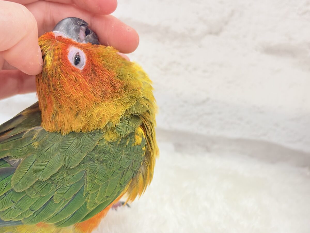 【最新画像更新🪄】甘々確定🐣💖コガネメキシコインコ ヒナ コガネメキシコインコ