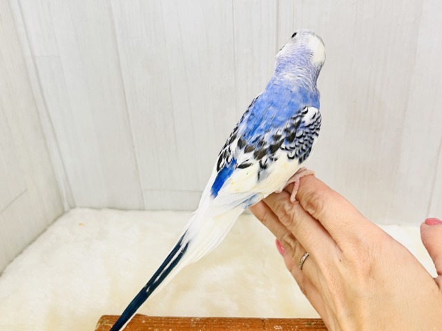 ほえほえ🩷べたなれの才能開花🌼セキセイインコのブルーパイド🩵 セキセイインコ