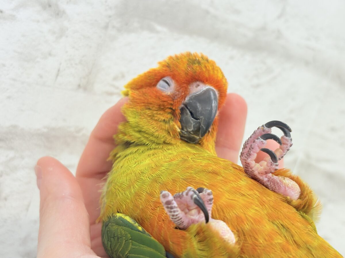 【最新画像更新🪄】甘々確定🐣💖コガネメキシコインコ ヒナ コガネメキシコインコ