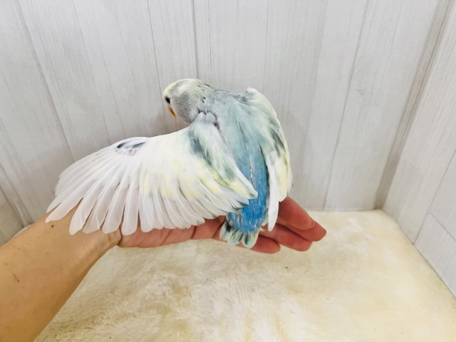 最新画像更新✨争奪戦になるぞ〜🔥可愛すぎて眩しい〜😇💓コザクラインコのヒナ(ブルーチェリーパイド)入荷しました❤️ コザクラインコ(小桜インコ)