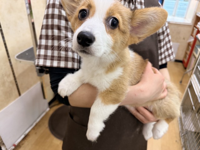 構ってくんないと拗ねちゃうぞ💗コーギーの女のコきました🌟 ウェルシュコーギー・ペンブローグ