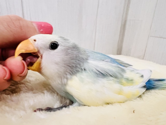 最新画像更新✨争奪戦になるぞ〜🔥可愛すぎて眩しい〜😇💓コザクラインコのヒナ(ブルーチェリーパイド)入荷しました❤️ コザクラインコ(小桜インコ)