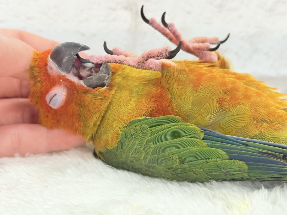 【最新画像更新🪄】甘々確定🐣💖コガネメキシコインコ ヒナ コガネメキシコインコ