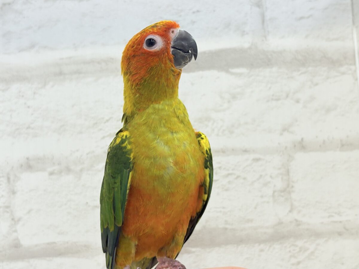【最新画像更新🪄】甘々確定🐣💖コガネメキシコインコ ヒナ コガネメキシコインコ