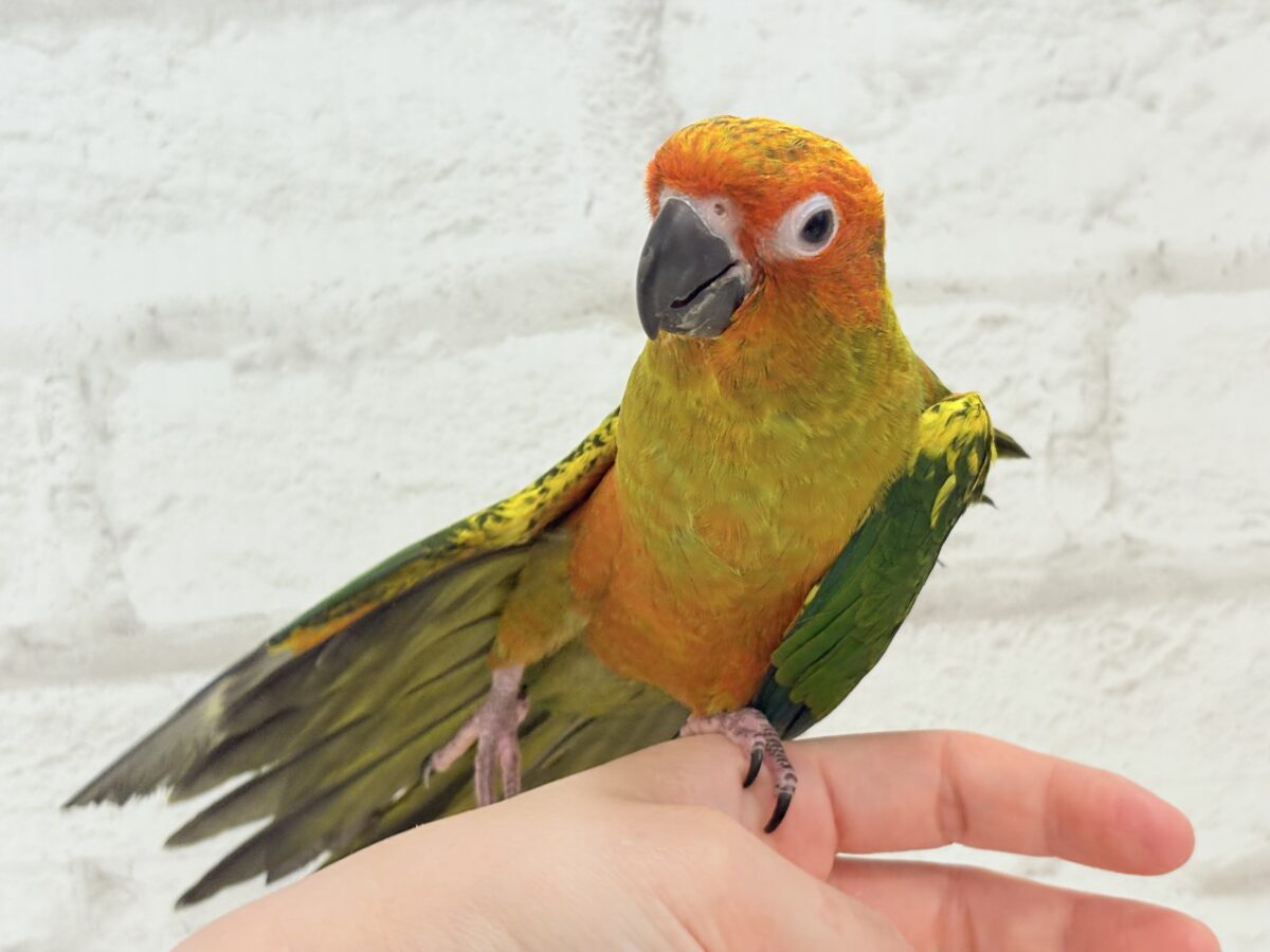 【最新画像更新🪄】甘々確定🐣💖コガネメキシコインコ ヒナ コガネメキシコインコ