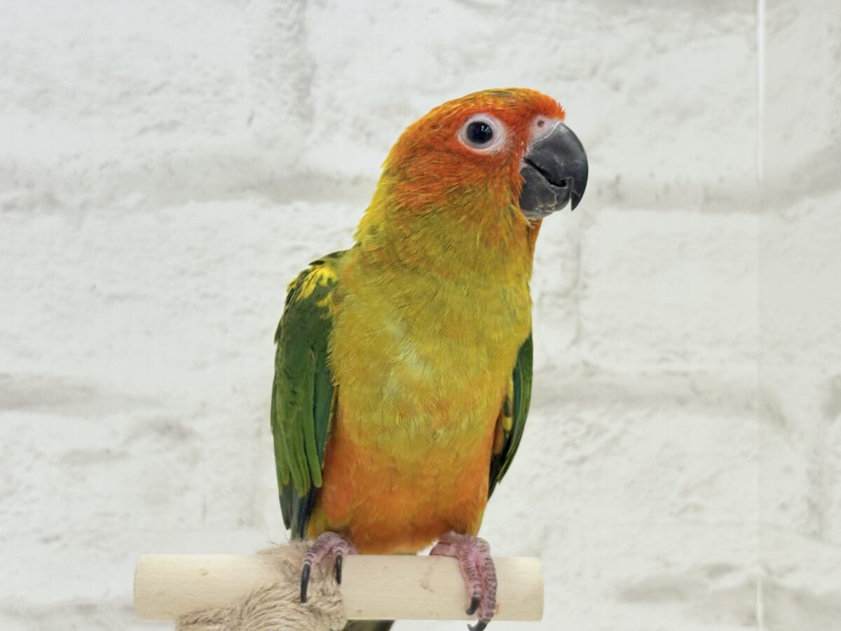 【最新画像更新🪄】甘々確定🐣💖コガネメキシコインコ ヒナ コガネメキシコインコ