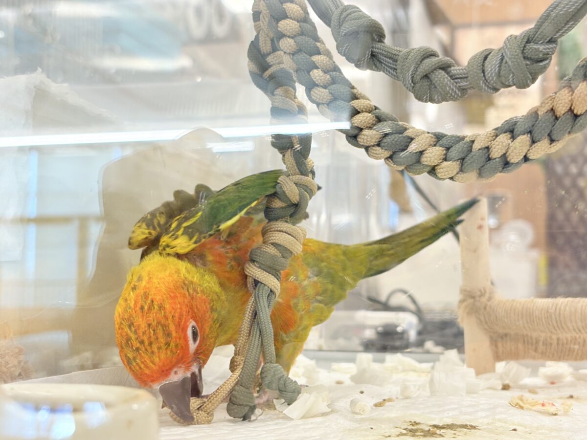 【最新画像更新🪄】甘々確定🐣💖コガネメキシコインコ ヒナ コガネメキシコインコ