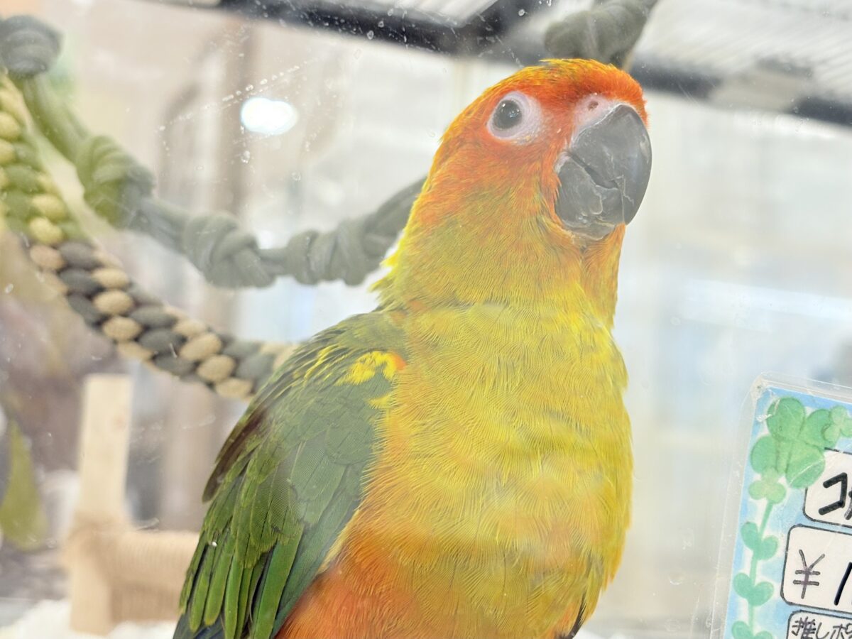【最新画像更新🪄】甘々確定🐣💖コガネメキシコインコ ヒナ コガネメキシコインコ