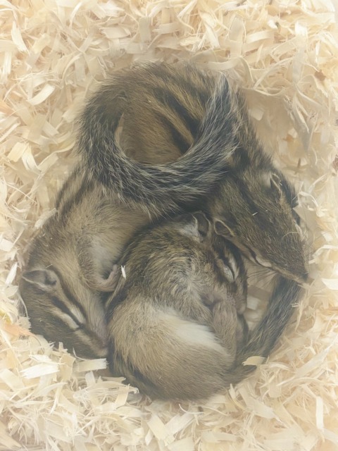 春の訪れとともにシマリスちゃん入舎です〜🐿🌸🍡🍃 シマリス(ノーマル)