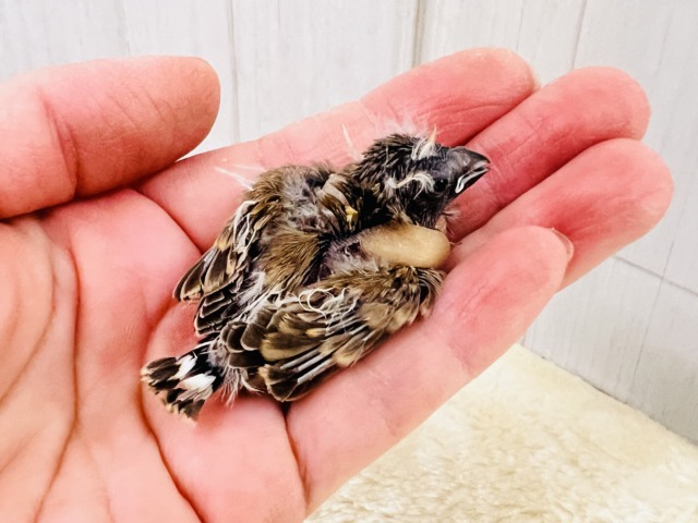 ててててい‼︎小さなパヤパヤ星人✨キンカ鳥の雛だテイ! 錦花鳥(キンカチョウ)
