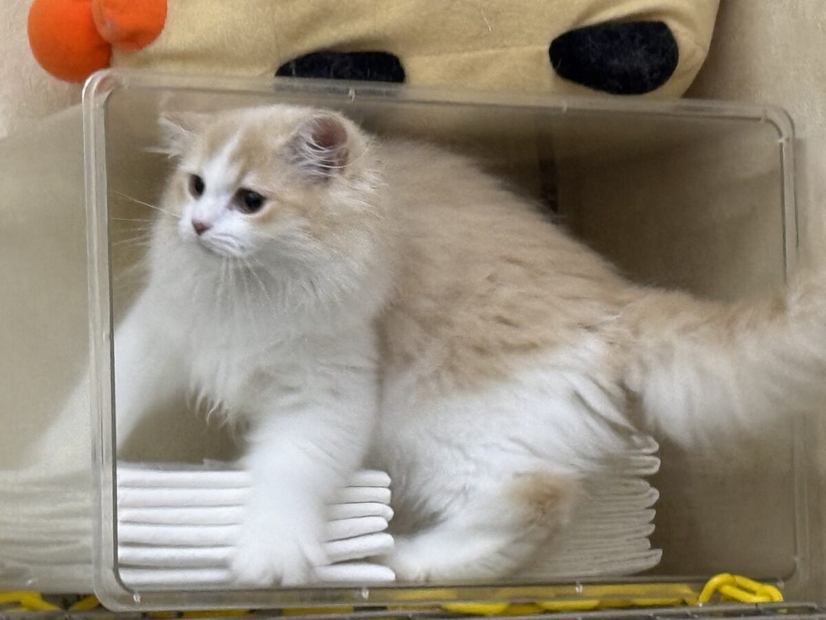 活発遊ぶの大好き💗ごろにゃ〜ごろにゃ〜が止まらない︎🐱💕︎︎甘ったれサイベリアン君入荷しました❤️ サイベリアン