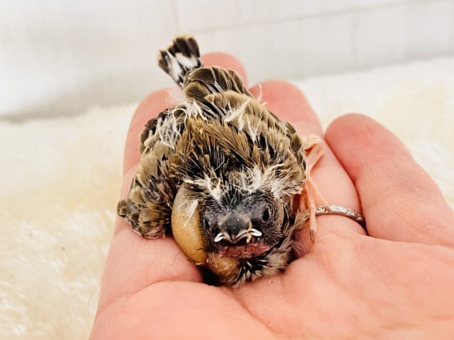 錦花鳥（キンカチョウ）
