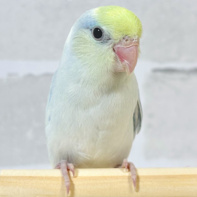 マメルリハ