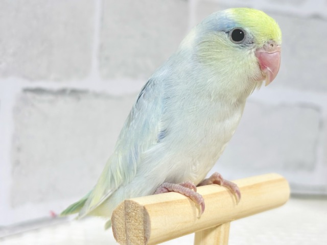 マメルリハ