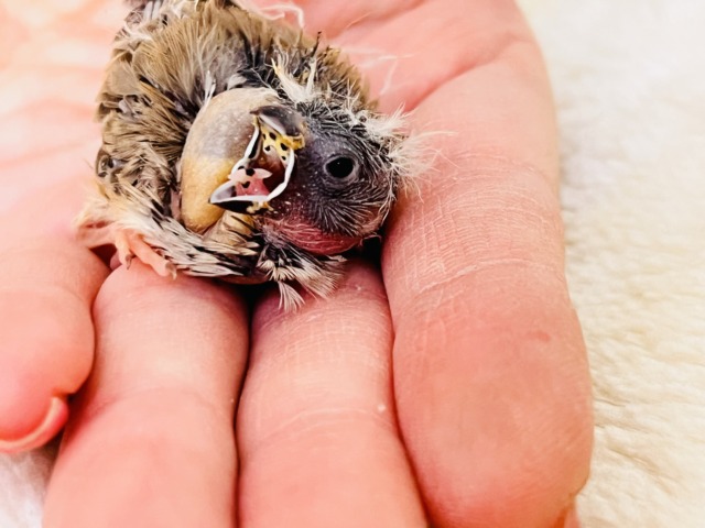 ててててい‼︎小さなパヤパヤ星人✨キンカ鳥の雛だテイ! 錦花鳥(キンカチョウ)