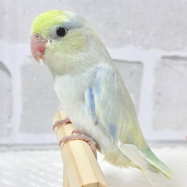 マメルリハ