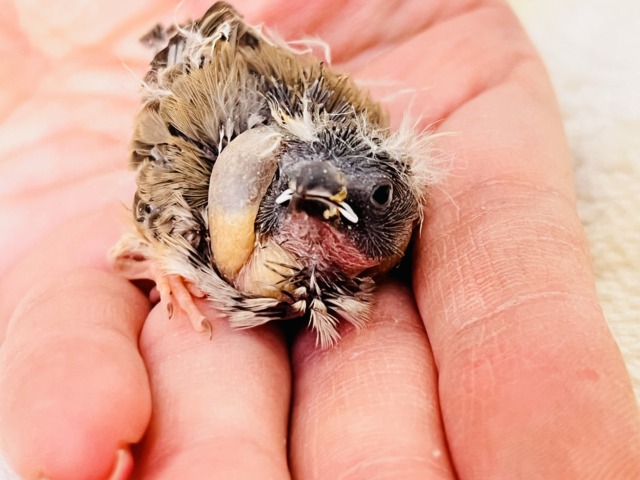 ててててい‼︎小さなパヤパヤ星人✨キンカ鳥の雛だテイ! 錦花鳥(キンカチョウ)