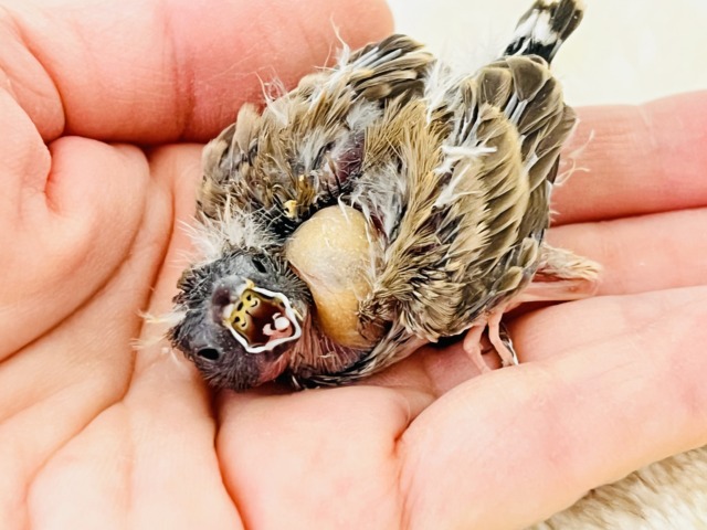 錦花鳥（キンカチョウ）