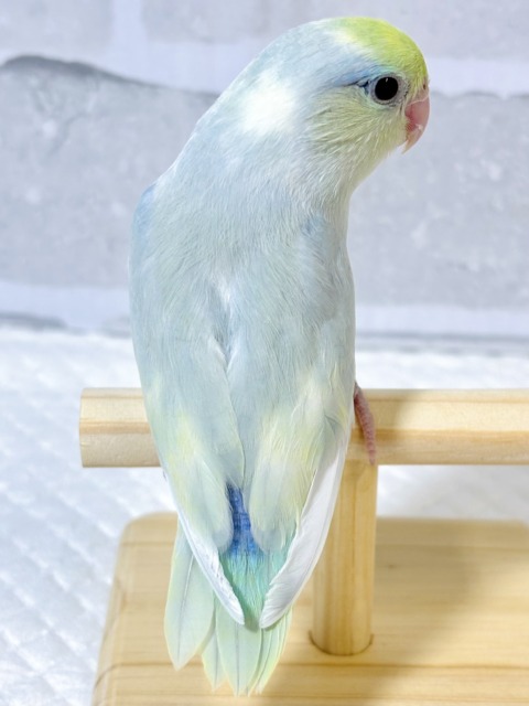 マメルリハ