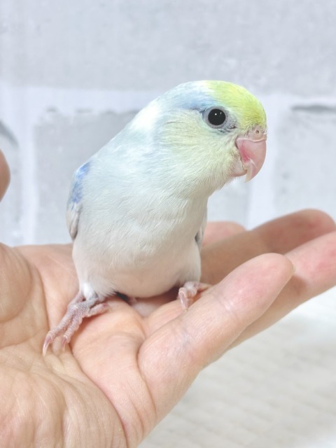 マメルリハ