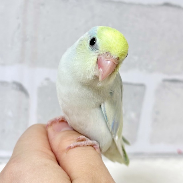 マメルリハ ターコイズダイリュートミディアムパイドライラック 男の子 🍵🍃・.。*・.。* マメルリハ