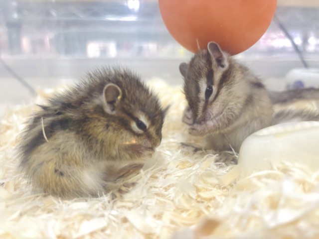 春の訪れとともにシマリスちゃん入舎です〜🐿🌸🍡🍃 シマリス(ノーマル)