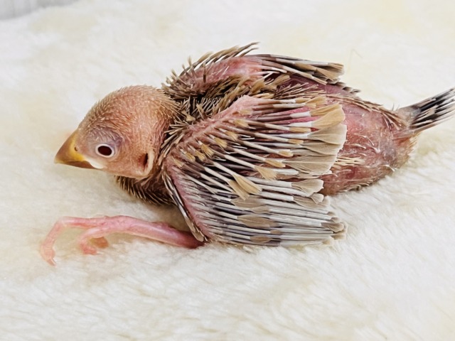シナモン文鳥
