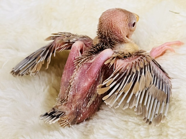 ハイトーン坊主?つるつるボディーのシナモン文鳥✨ シナモン文鳥