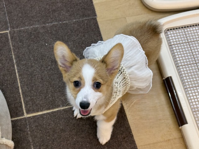 構ってくんないと拗ねちゃうぞ💗コーギーの女のコきました🌟 ウェルシュコーギー・ペンブローグ