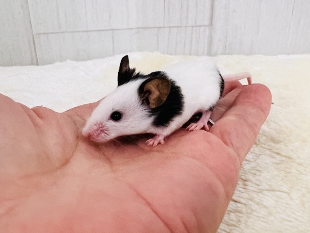 パンダマウス