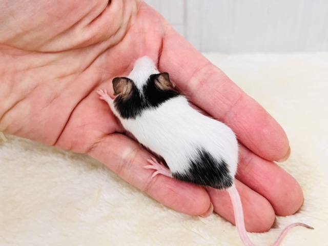 あっさり顔のおちびネズミちゃん🐭パンダマウスの女の子❣️ パンダマウス