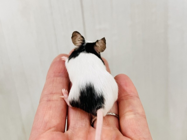あっさり顔のおちびネズミちゃん🐭パンダマウスの女の子❣️ パンダマウス