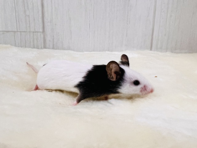 パンダマウス