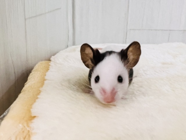 パンダマウス