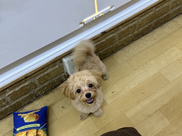 マルプー