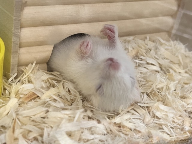 貴方に全てを委ねます♡激レア‼︎👀アルビノシマリスの男の子💙 アルビノシマリス