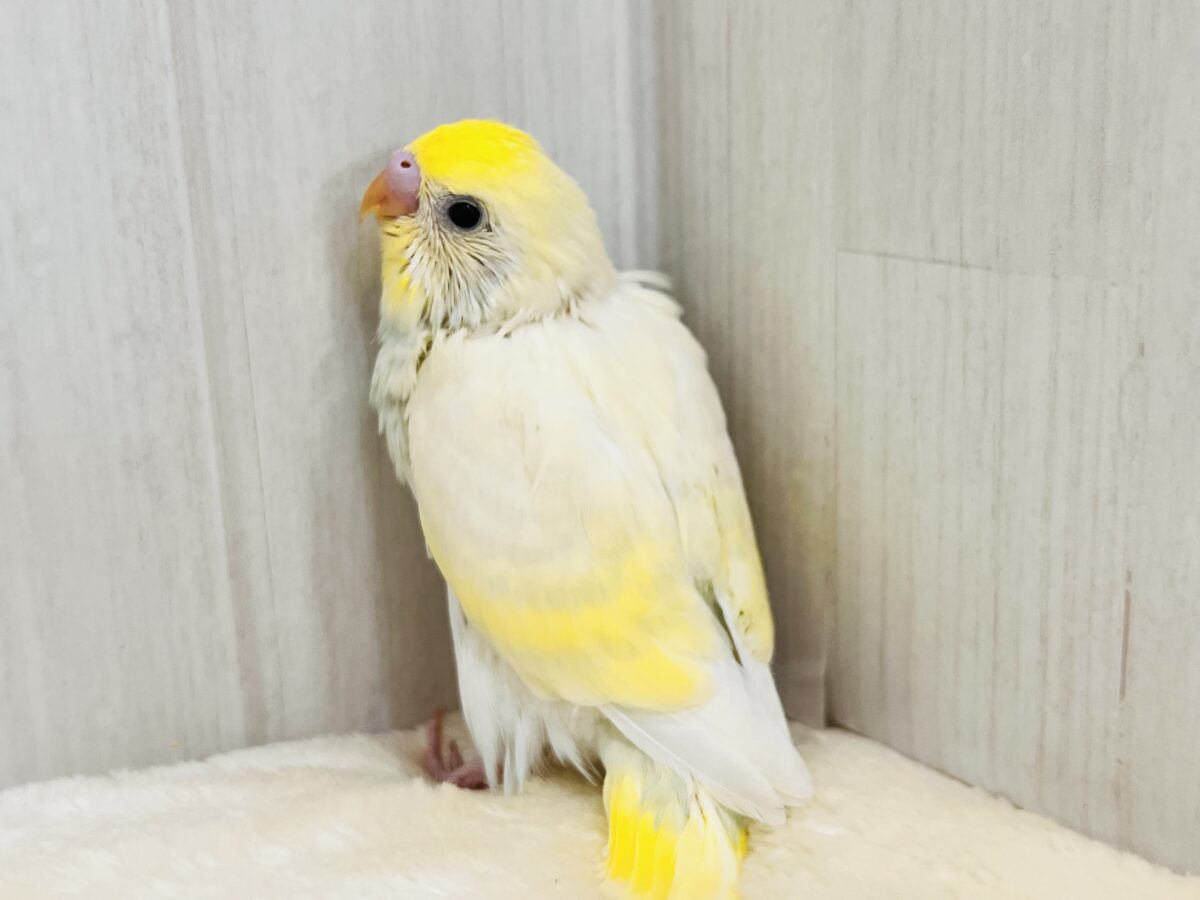 カスタードクリームが溢れちゃう💛セキセイインコのクリームレインボー✨ セキセイインコ