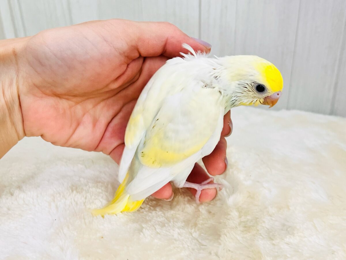 カスタードクリームが溢れちゃう💛セキセイインコのクリームレインボー✨ セキセイインコ