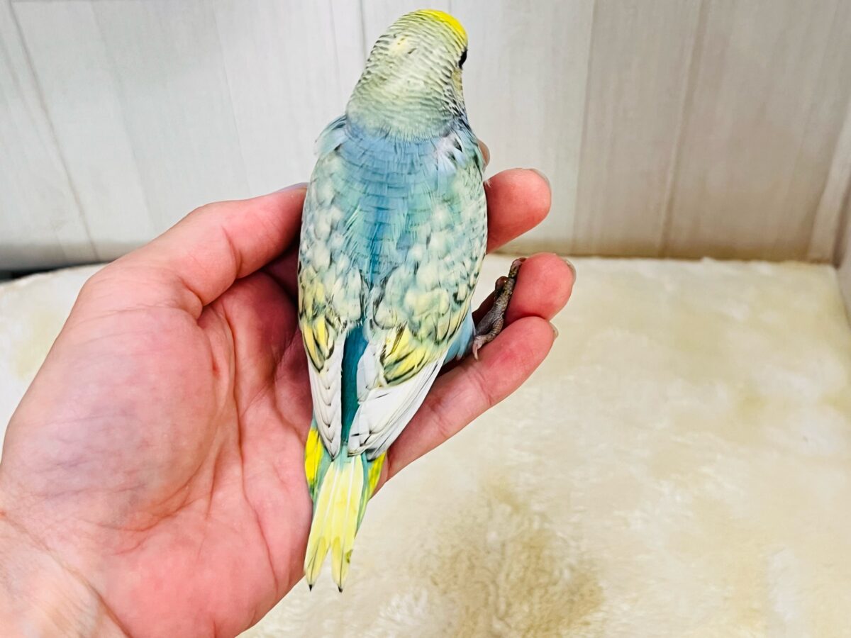 画像更新☆甘々度アップ♡くっきり濃いの❤️セキセイインコのレインボーの雛入舎です✨ セキセイインコ