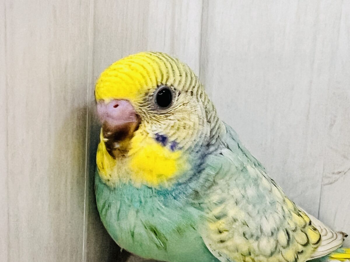 画像更新☆甘々度アップ♡くっきり濃いの❤️セキセイインコのレインボーの雛入舎です✨ セキセイインコ