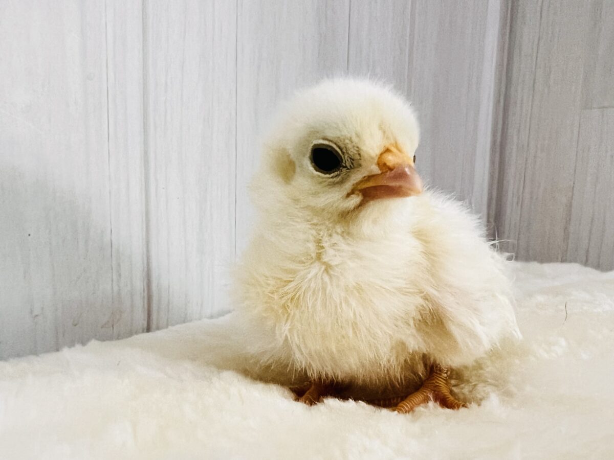 ■■■ チャボ、ニワトリの仲間 ■■■