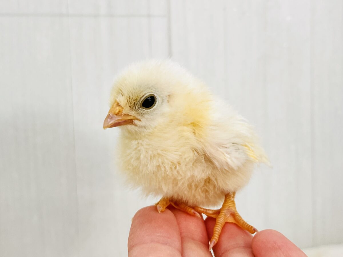 ぴよよ!チャボの雛がやってきた🐣❣️ ■■■ チャボ、ニワトリの仲間 ■■■