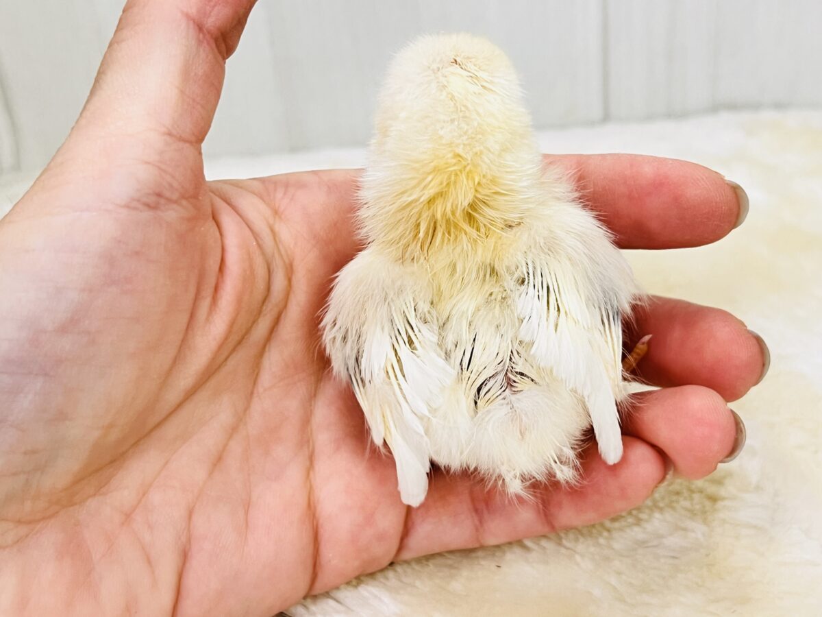ぴよよ!チャボの雛がやってきた🐣❣️ ■■■ チャボ、ニワトリの仲間 ■■■
